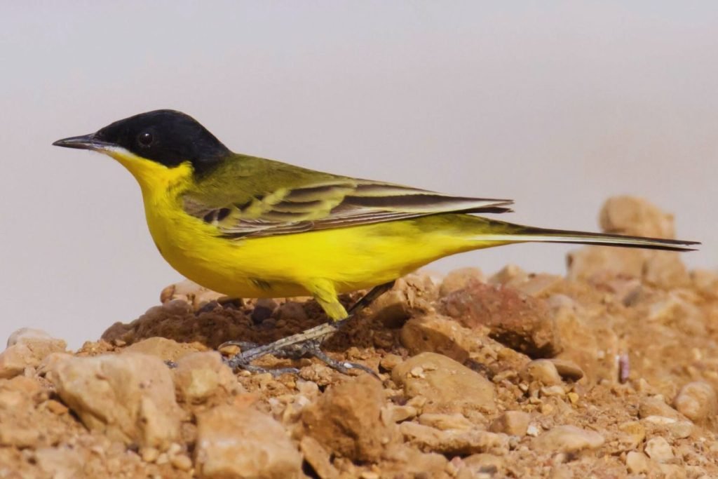 Yellow Wagtail