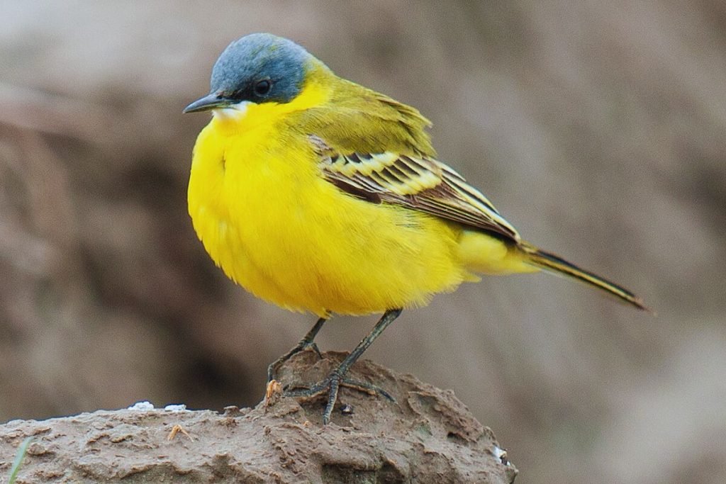 Yellow Wagtail