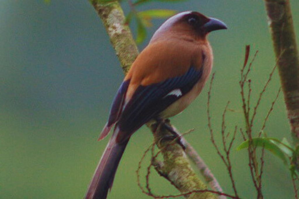 Grey Treepie Bird