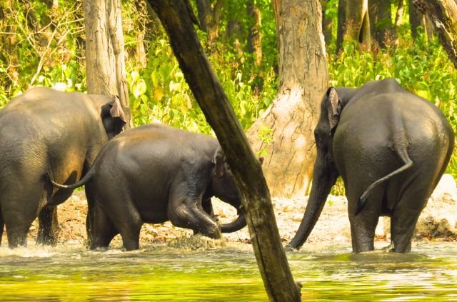 Elephants in Rajaji National Park