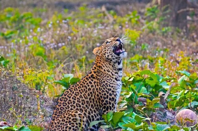 Biodiversity of Rajaji National Park