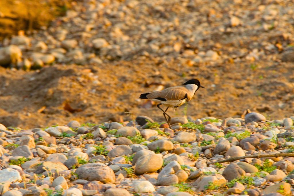 Why is Rajaji's Ecosystem Important?