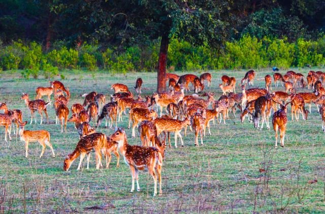 Deers in Rajaji National Park