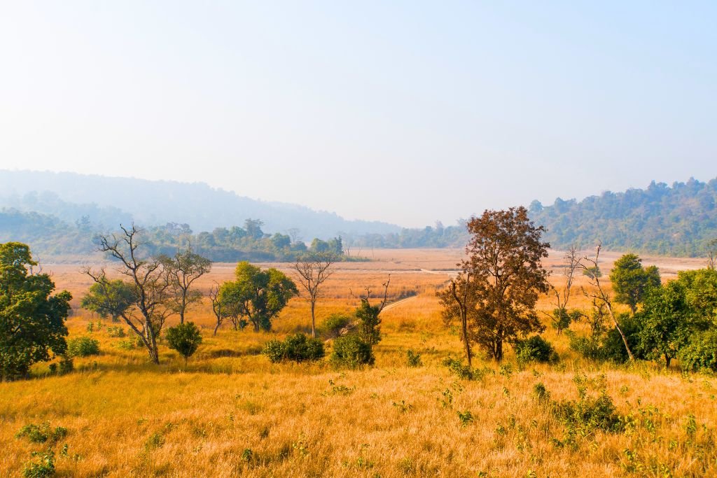 Grasslands and Friends