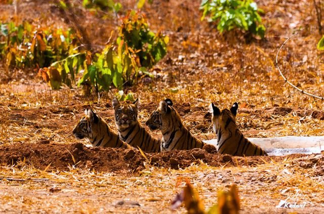 Tigers in Rajaji National Park