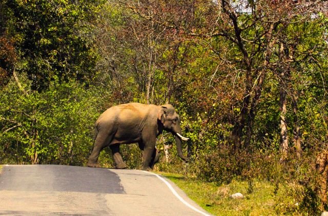Elephant in Rajaji National Park