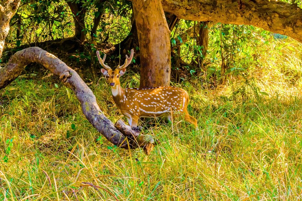 Fun Facts about the Rajaji Ecosystem: