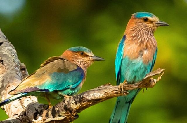 Birds in Rajaji National Park