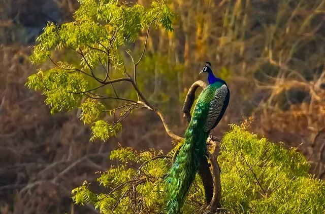 Indian Peacock in Rajaji National Park