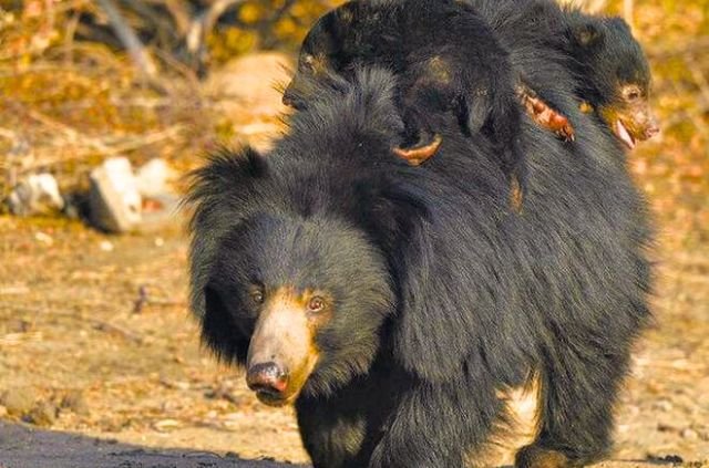 Bears in Rajaji National Park
