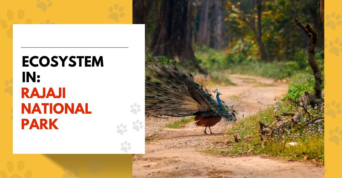 Ecosystem in Rajaji National park