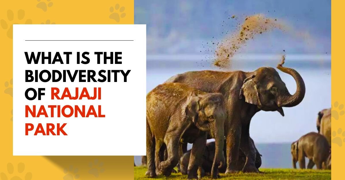 What is the biodiversity of Rajaji National Park