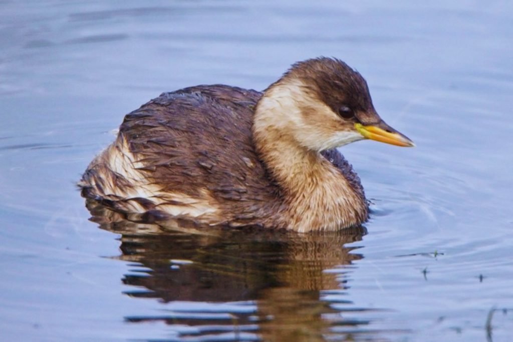 Grebes