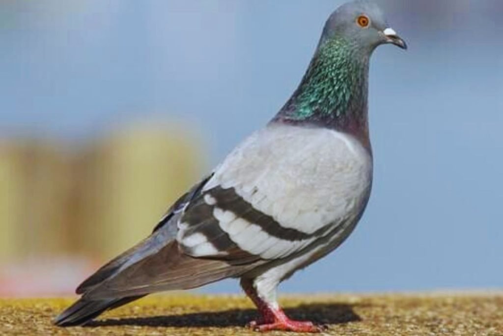 pigeons and doves