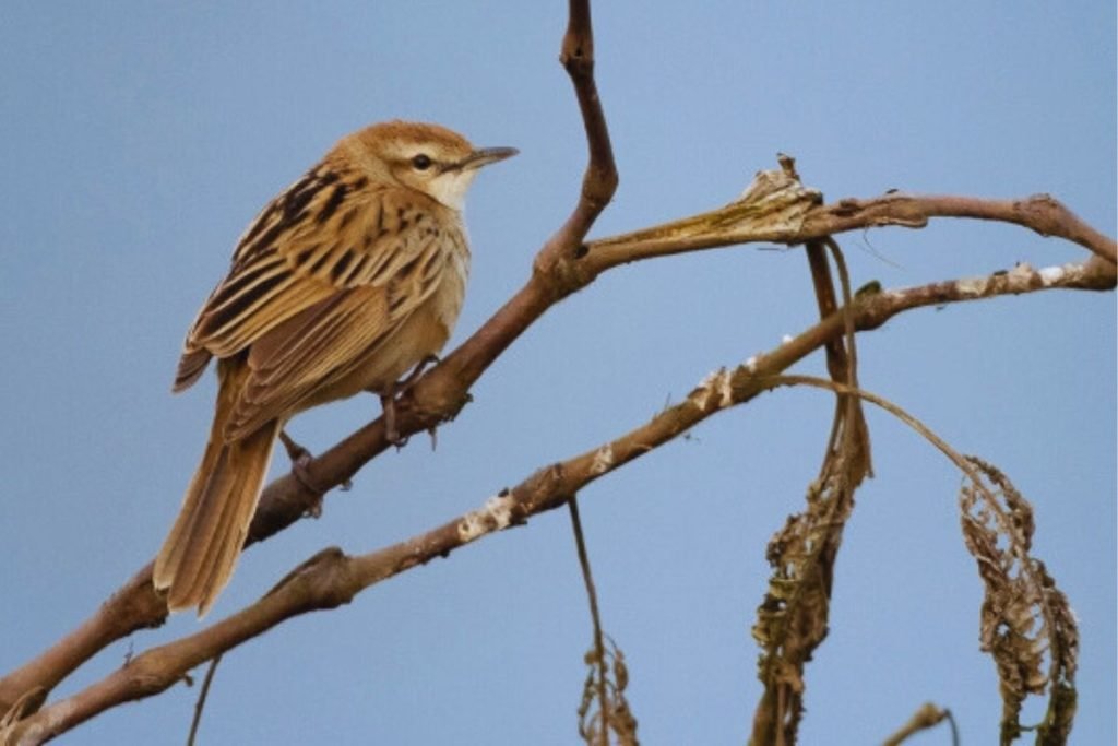 Grassbirds