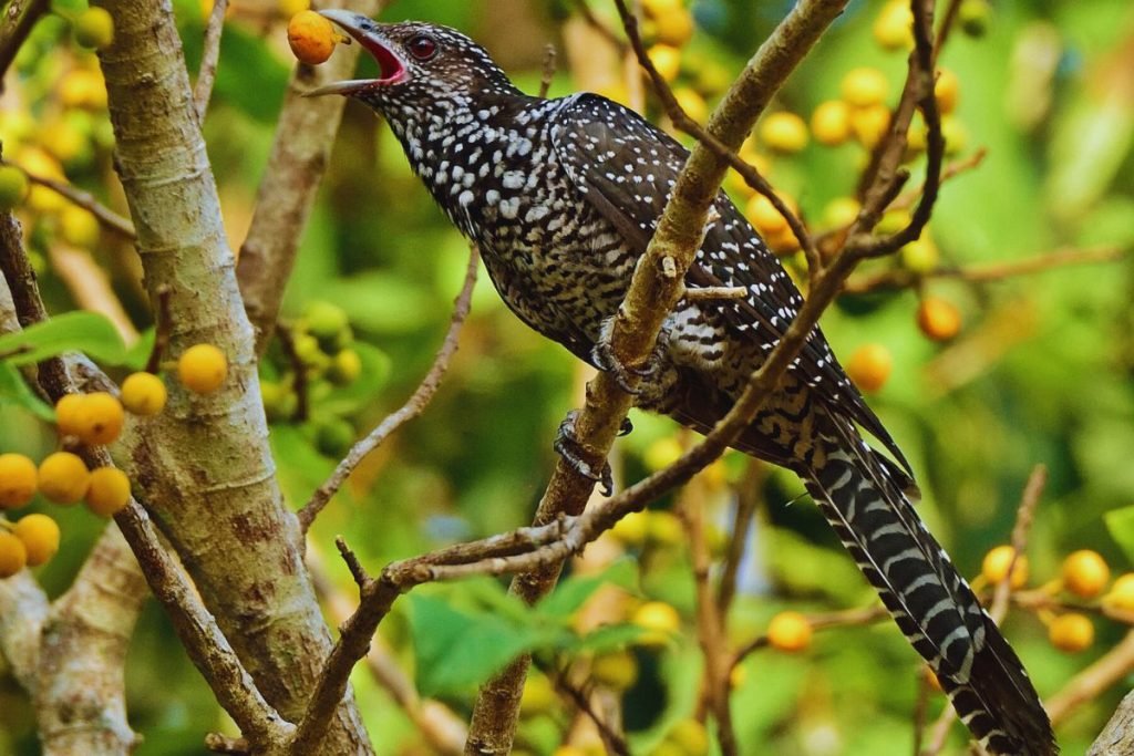 Asian Koel