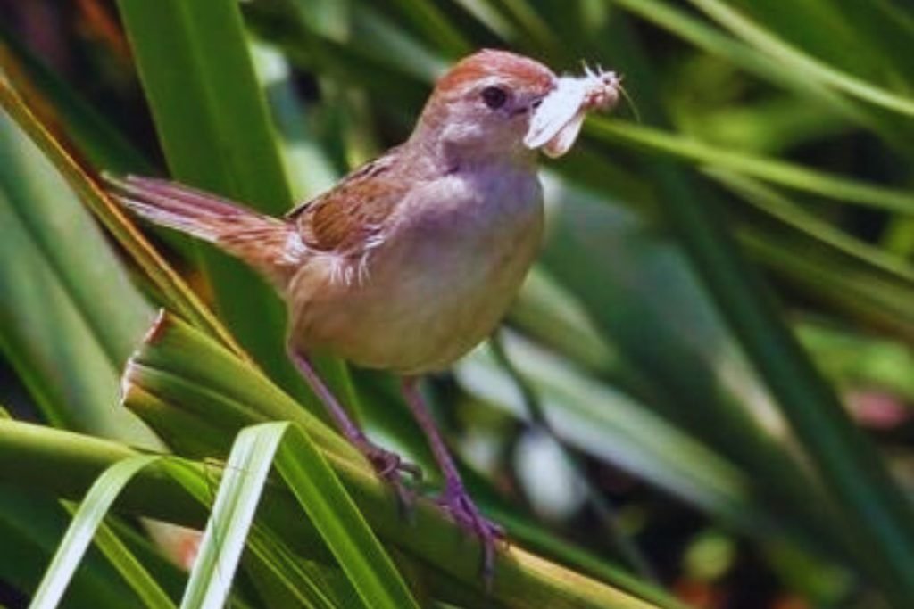Grassbirds and Allies