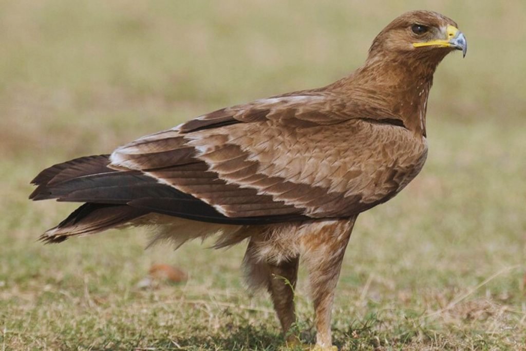 King of Birds in India