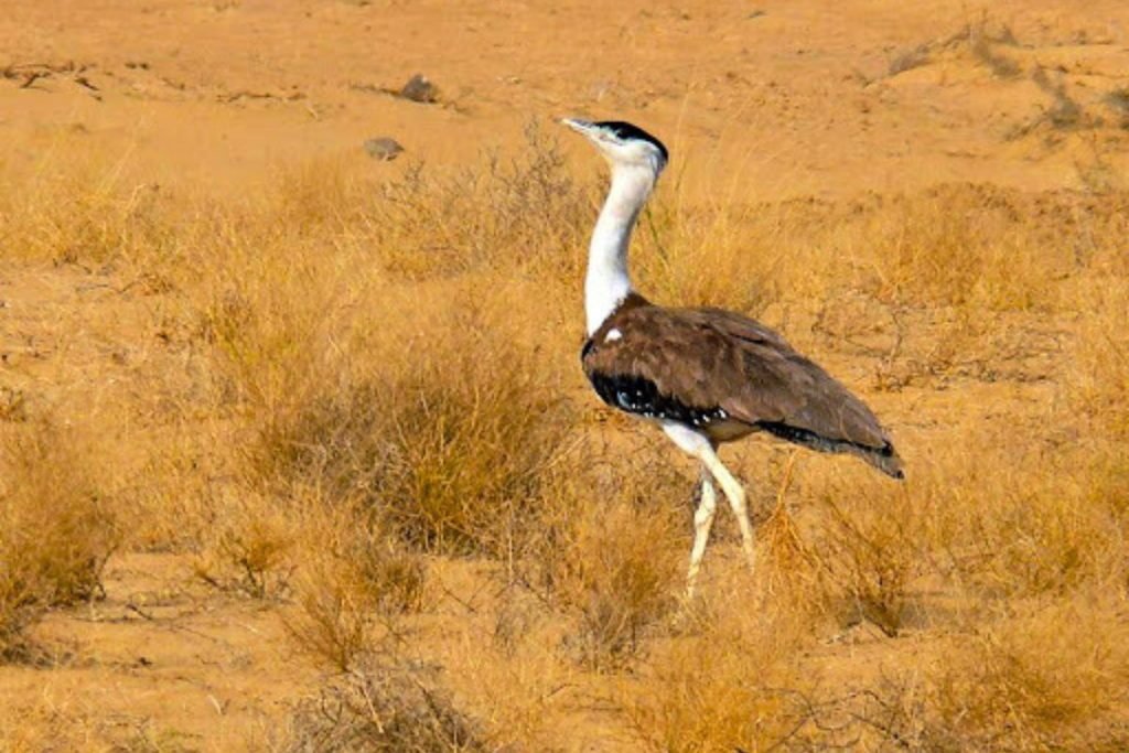 Largest Bird in India