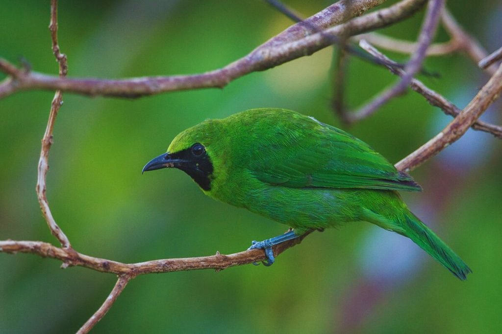 Leafbirds