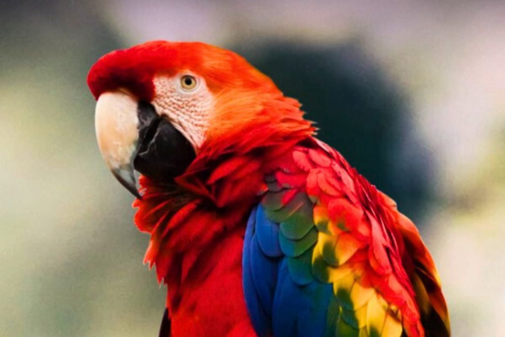 Macaw Bird Price in India
