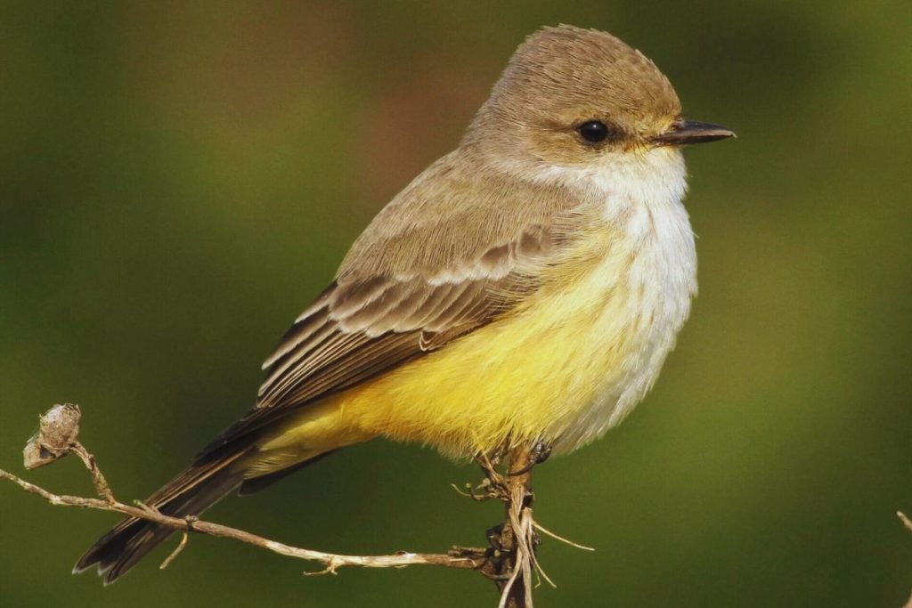 Flycatcher