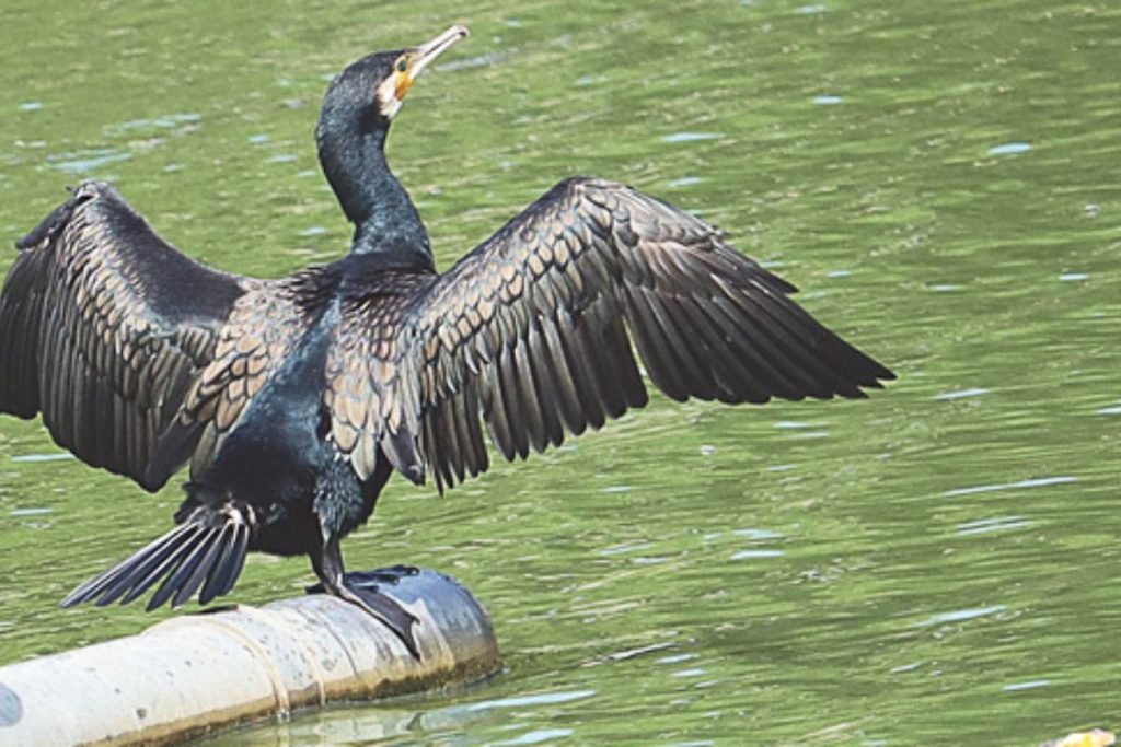 Exploring Water Birds in India - A Guide
