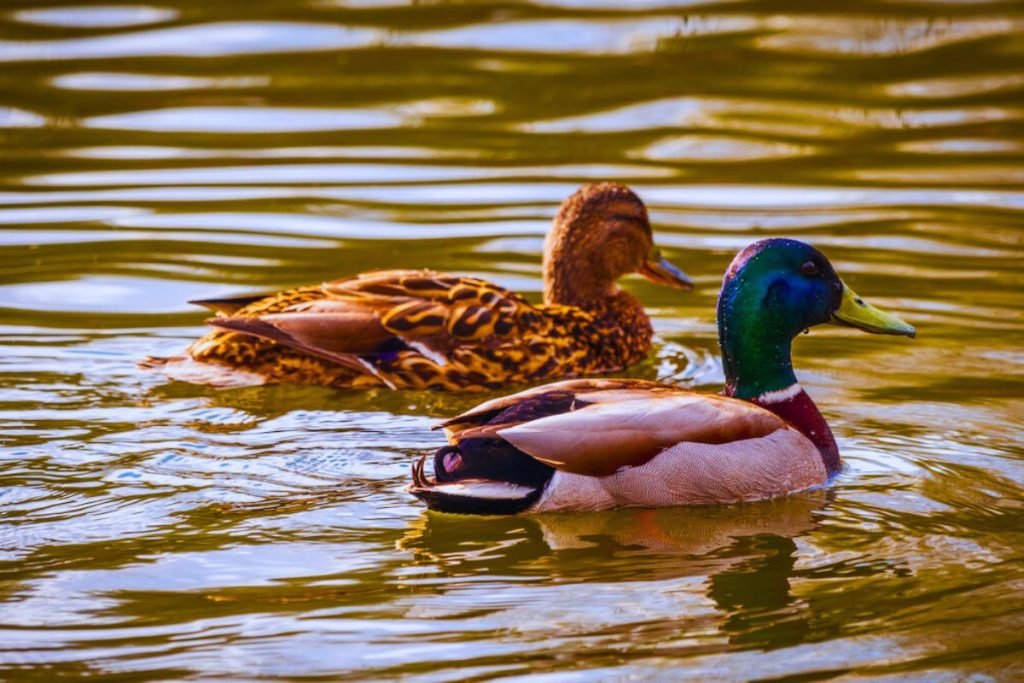 Water Birds in India
