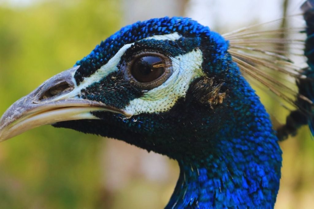 King of Birds in India