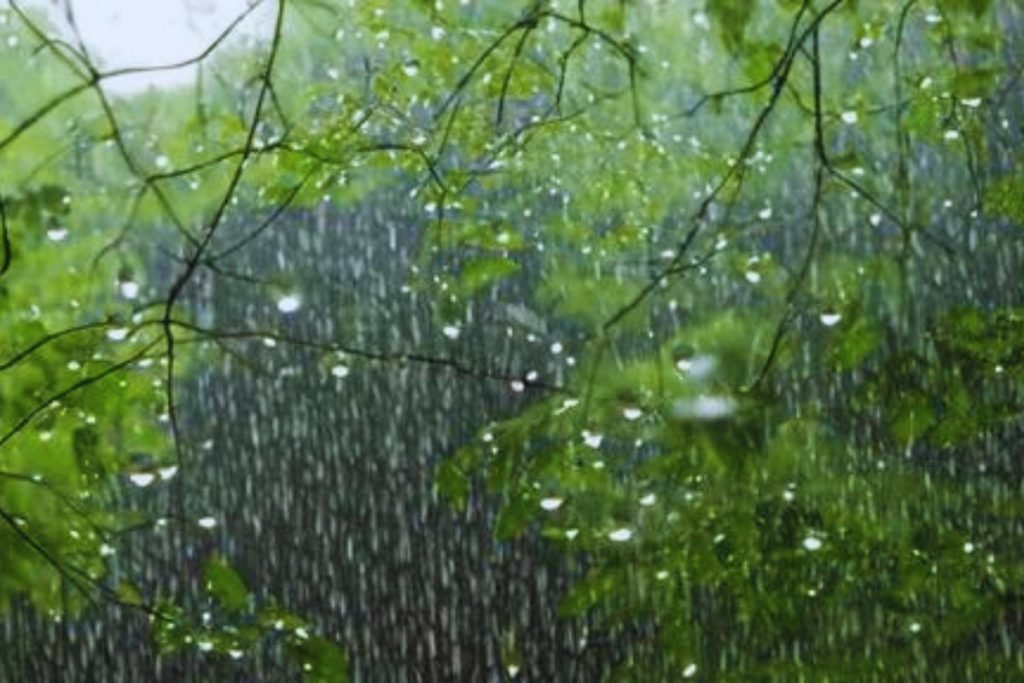 Rainy Season Safari