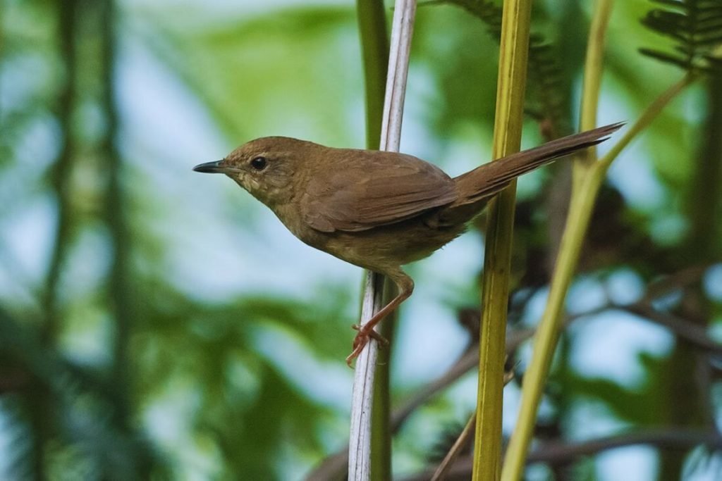 grassbirds