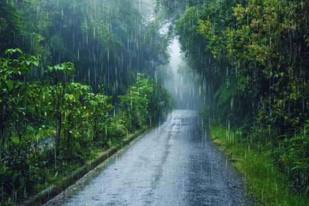 Rainy Season Safari