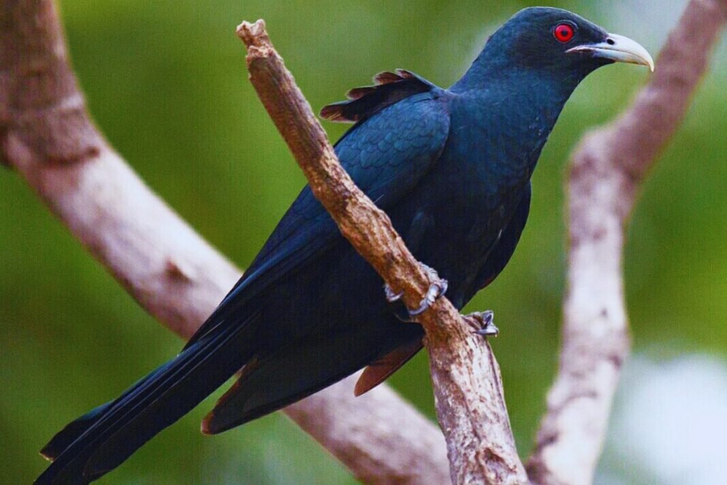 Asian Koel