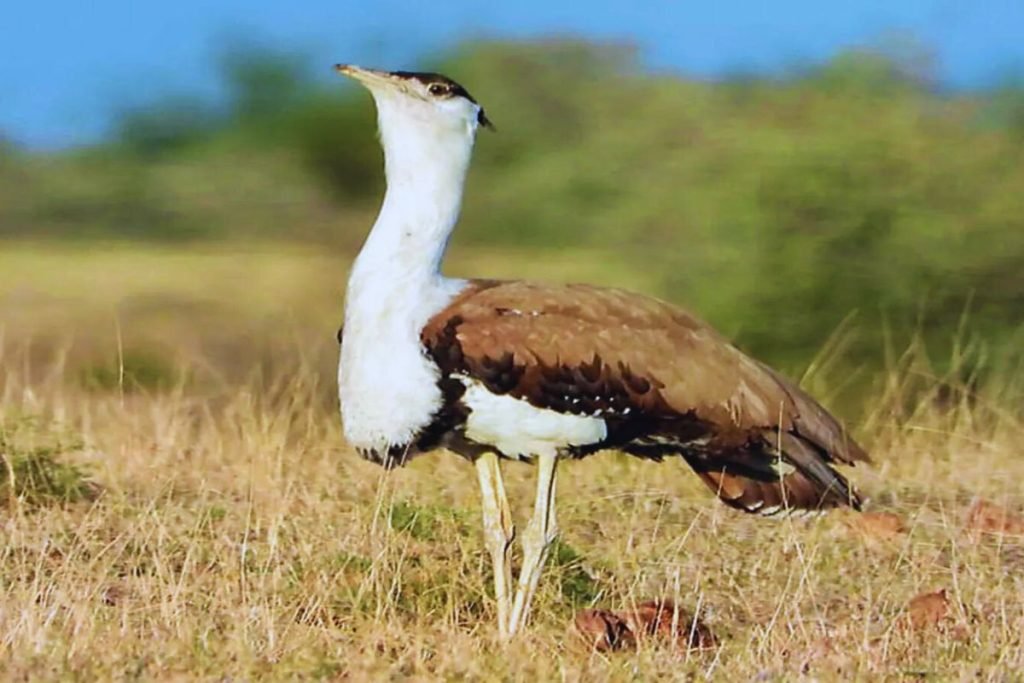 Largest Bird in India