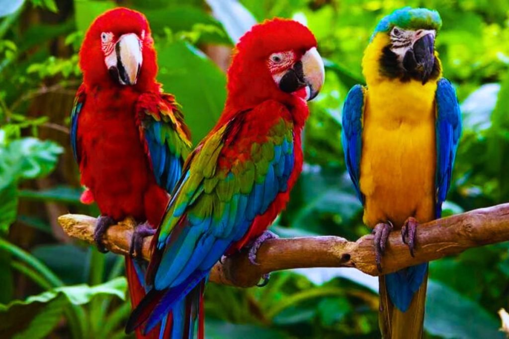 Macaw Bird Price in India