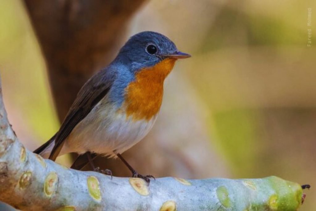Flycatcher