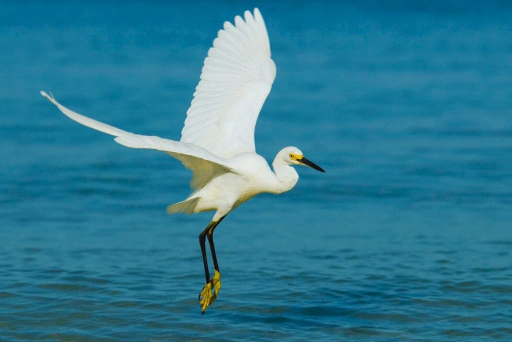 Water Birds in India