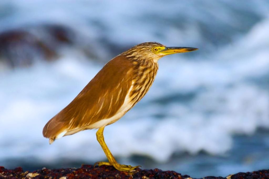 Water Birds in India
