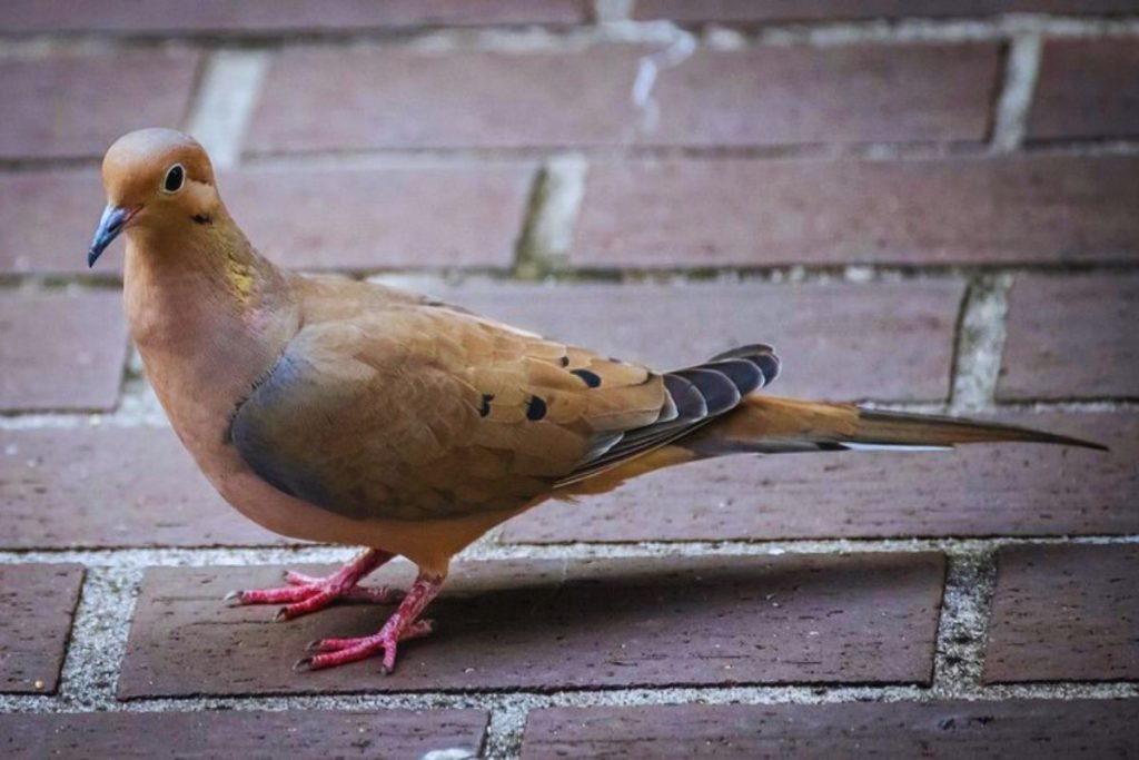 pigeons and doves