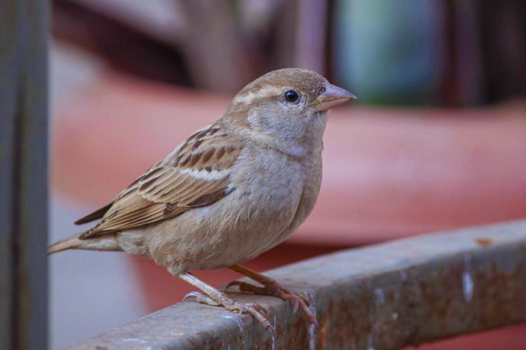 sparrow