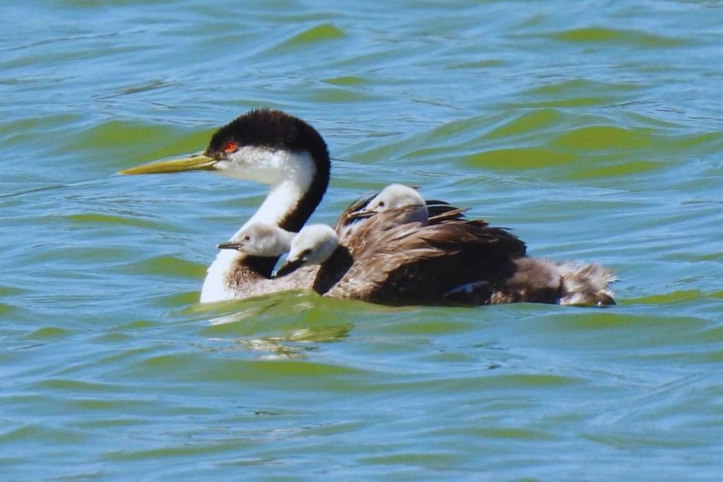 Grebes