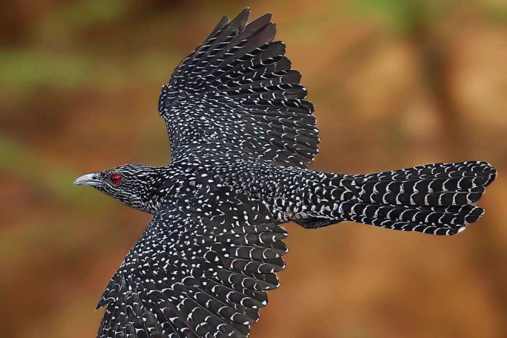 Asian Koel