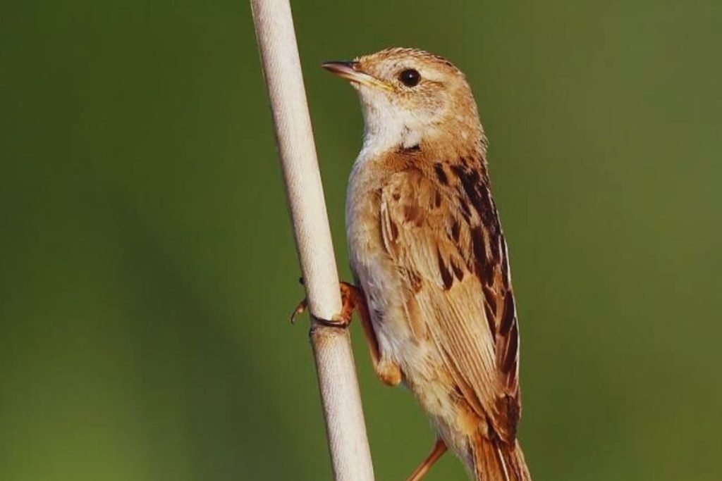 Grassbird