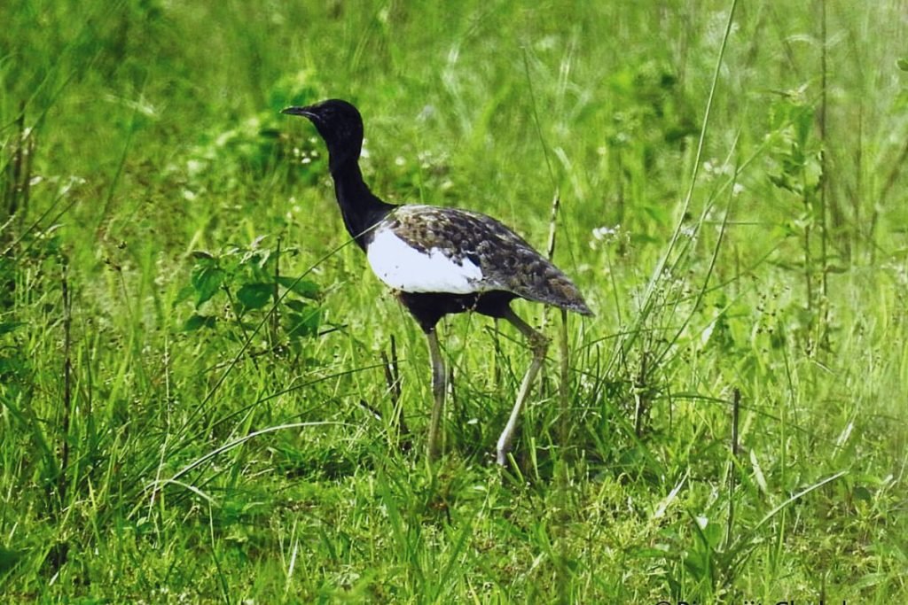 King of Birds in India