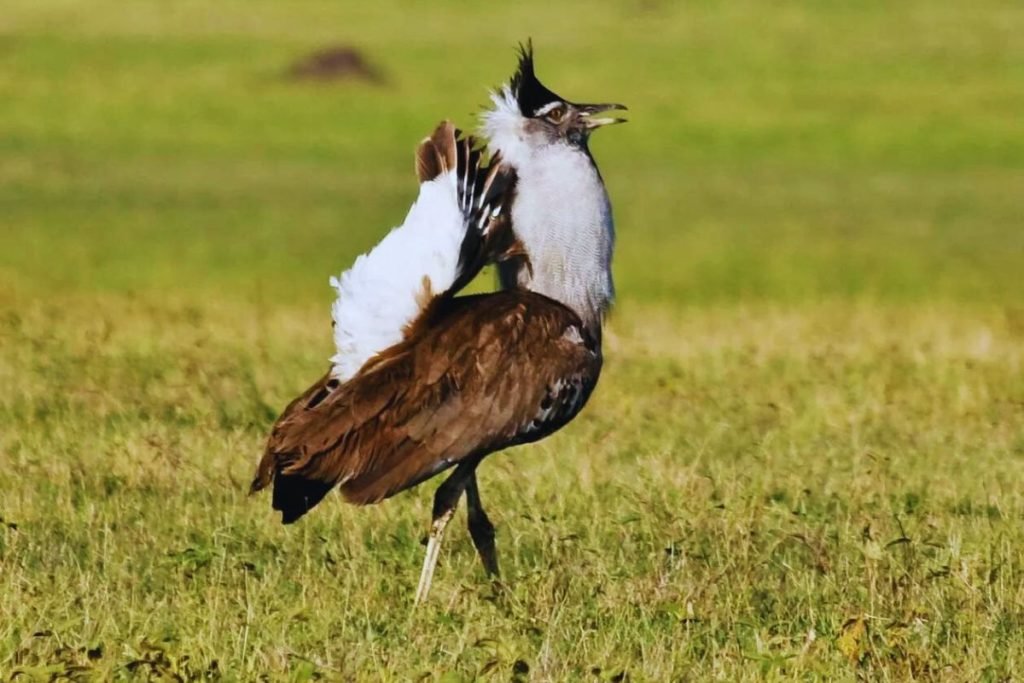 Largest Bird in India