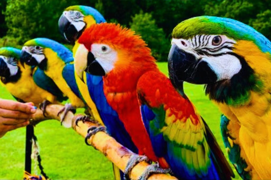Macaw Bird Price in India