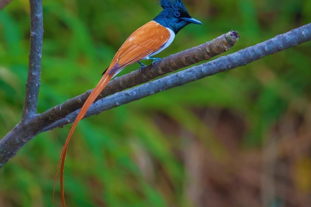 Flycatcher