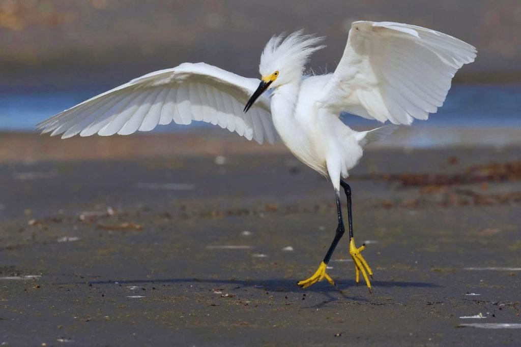 Water Birds in India