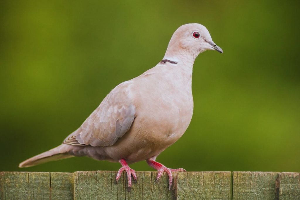 pigeons and doves