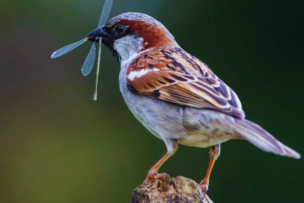 sparrow